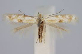 Attēlu rezultāti vaicājumam “Bucculatrix rhamniella”