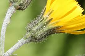 Attēlu rezultāti vaicājumam “Hieracium vulgatum leaf”