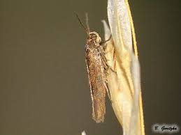 Attēlu rezultāti vaicājumam “Scythrididae”