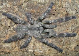 Attēlu rezultāti vaicājumam “Pyralis regalis”