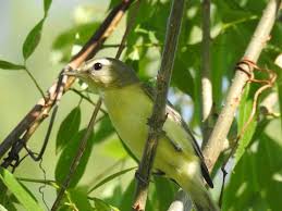 Image result for Vireo philadelphicus