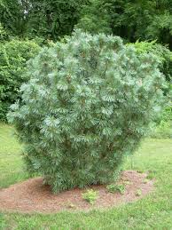 Attēlu rezultāti vaicājumam “Pinus pumila”