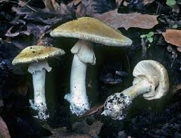 Attēlu rezultāti vaicājumam “Amanita phalloides”