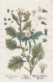 Image result for bilsenkraut