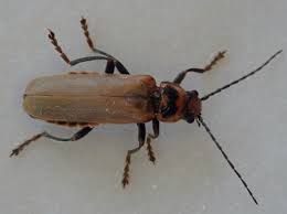 Attēlu rezultāti vaicājumam “Cantharis figurata”