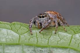 Attēlu rezultāti vaicājumam “Salticidae”