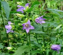 Image result for Campanula trachelium