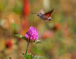 Attēlu rezultāti vaicājumam “Hemaris fuciformis”