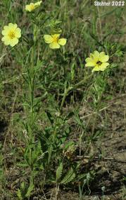Image result for Potentilla recta