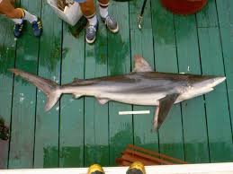 Image result for Carcharhinus obscurus