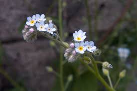 Attēlu rezultāti vaicājumam “Myosotis laxa subsp. baltica leaf”