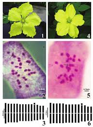 Attēlu rezultāti vaicājumam “Carex dioica male flower”
