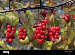 Attēlu rezultāti vaicājumam “Schisandra chinensis”