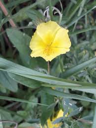 Attēlu rezultāti vaicājumam “Helianthemum nummularium fruit”