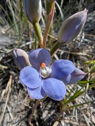 Attēlu rezultāti vaicājumam “Arenaria procera bud”