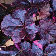 Image result for Heuchera `Midnight Rose`