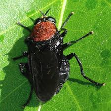 Attēlu rezultāti vaicājumam “Clitellaria ephippium”