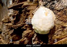 Attēlu rezultāti vaicājumam “Reticularia jurana spores”