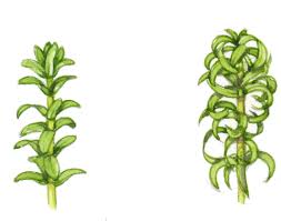 Attēlu rezultāti vaicājumam “Elodea canadensis”