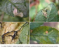 Attēlu rezultāti vaicājumam “Proutia betulina larva”