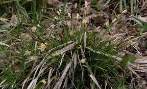 Attēlu rezultāti vaicājumam “Carex lasiocarpa male flower”