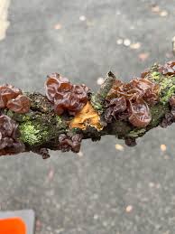 Attēlu rezultāti vaicājumam “Exidia recisa”