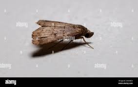 Attēlu rezultāti vaicājumam “Polypogon tentacularius male”