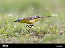 Attēlu rezultāti vaicājumam “Motacilla flava flava adult”