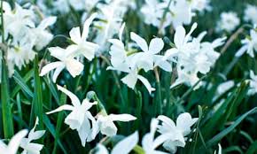 Attēlu rezultāti vaicājumam “Narcissus leaf”