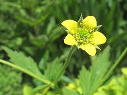 Attēlu rezultāti vaicājumam “Geum urbanum flower”