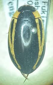 Attēlu rezultāti vaicājumam “Hydaticus transversalis”