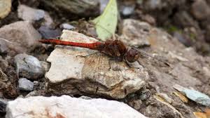Attēlu rezultāti vaicājumam “Sympetrum sanguineum”