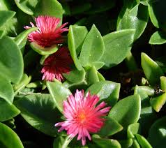 Image result for Mesembryanthemum criniflorum