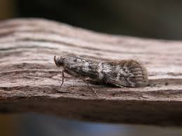 Attēlu rezultāti vaicājumam “Dioryctria abietella”