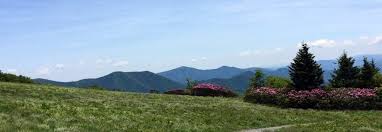 Image result for Shelton Striders