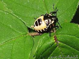 Attēlu rezultāti vaicājumam “Troilus luridus”