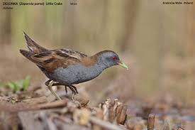 Image result for Porzana parva