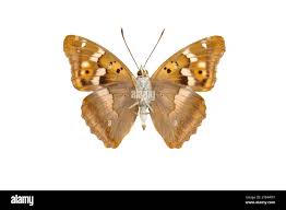 Attēlu rezultāti vaicājumam “Apatura ilia male”