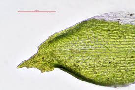 Attēlu rezultāti vaicājumam “Acaulon muticum”