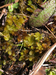 Attēlu rezultāti vaicājumam “Sphagnum contortum”