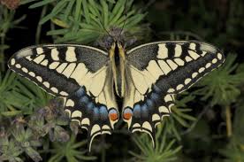 Attēlu rezultāti vaicājumam “Papilio machaon underside”