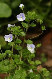 Attēlu rezultāti vaicājumam “Veronica filiformis flower”
