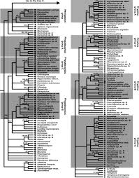 Attēlu rezultāti vaicājumam “Diphyus latebricola”