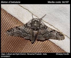 Attēlu rezultāti vaicājumam “Biston betularia”