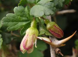 Attēlu rezultāti vaicājumam “Ribes uva-crispa flower”
