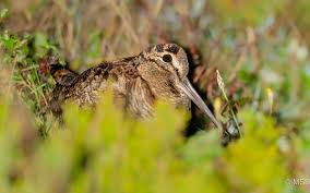 Attēlu rezultāti vaicājumam “Scolopax rusticola juvenile”