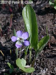 Attēlu rezultāti vaicājumam “Viola uliginosa leaf”