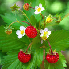 Attēlu rezultāti vaicājumam “Fragaria vesca flower”