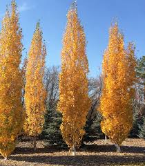 Attēlu rezultāti vaicājumam “Betula”