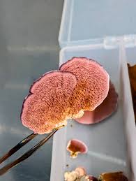 Attēlu rezultāti vaicājumam “Siphoptychium violaceum spores”